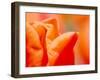 Tulip Detail, Skagit County, Washington, USA-Rob Tilley-Framed Premium Photographic Print