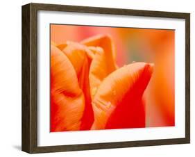 Tulip Detail, Skagit County, Washington, USA-Rob Tilley-Framed Premium Photographic Print