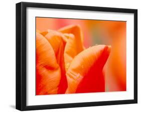 Tulip Detail, Skagit County, Washington, USA-Rob Tilley-Framed Premium Photographic Print