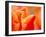 Tulip Detail, Skagit County, Washington, USA-Rob Tilley-Framed Premium Photographic Print