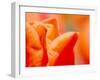 Tulip Detail, Skagit County, Washington, USA-Rob Tilley-Framed Premium Photographic Print