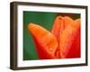 Tulip Detail, Skagit County, Washington, USA-Rob Tilley-Framed Photographic Print