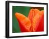 Tulip Detail, Skagit County, Washington, USA-Rob Tilley-Framed Photographic Print