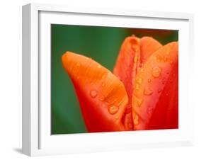 Tulip Detail, Skagit County, Washington, USA-Rob Tilley-Framed Photographic Print