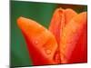 Tulip Detail, Skagit County, Washington, USA-Rob Tilley-Mounted Photographic Print