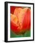 Tulip Detail, Skagit County, Washington, USA-Rob Tilley-Framed Photographic Print