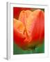 Tulip Detail, Skagit County, Washington, USA-Rob Tilley-Framed Photographic Print