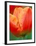 Tulip Detail, Skagit County, Washington, USA-Rob Tilley-Framed Photographic Print