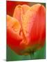 Tulip Detail, Skagit County, Washington, USA-Rob Tilley-Mounted Photographic Print