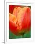 Tulip Detail, Skagit County, Washington, USA-Rob Tilley-Framed Photographic Print