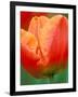 Tulip Detail, Skagit County, Washington, USA-Rob Tilley-Framed Photographic Print