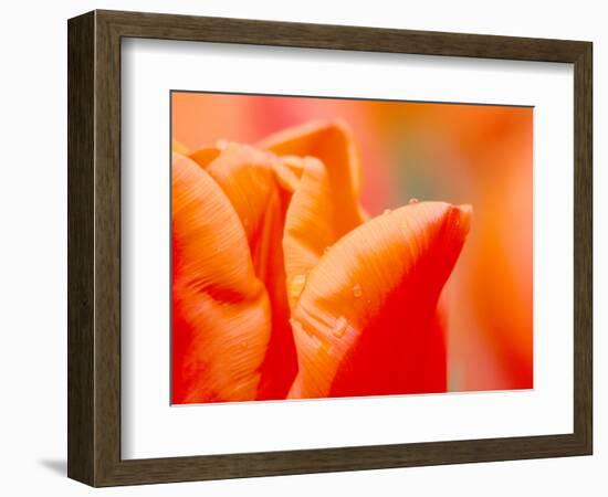 Tulip Detail, Skagit County, Washington, USA-Rob Tilley-Framed Photographic Print