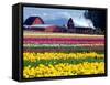 Tulip Display Field, Washington, USA-William Sutton-Framed Stretched Canvas