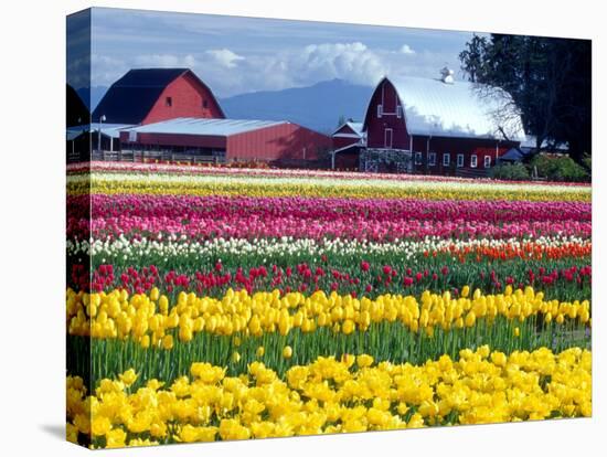 Tulip Display Field, Washington, USA-William Sutton-Stretched Canvas