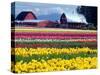 Tulip Display Field, Washington, USA-William Sutton-Stretched Canvas