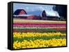 Tulip Display Field, Washington, USA-William Sutton-Framed Stretched Canvas