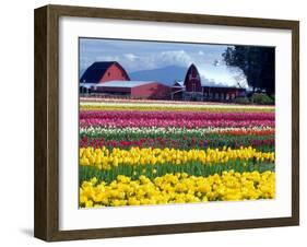 Tulip Display Field, Washington, USA-William Sutton-Framed Premium Photographic Print