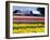 Tulip Display Field, Washington, USA-William Sutton-Framed Premium Photographic Print