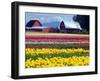 Tulip Display Field, Washington, USA-William Sutton-Framed Premium Photographic Print