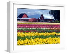 Tulip Display Field, Washington, USA-William Sutton-Framed Premium Photographic Print