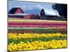 Tulip Display Field, Washington, USA-William Sutton-Mounted Premium Photographic Print