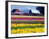 Tulip Display Field, Washington, USA-William Sutton-Framed Photographic Print