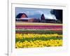 Tulip Display Field, Washington, USA-William Sutton-Framed Photographic Print