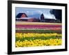 Tulip Display Field, Washington, USA-William Sutton-Framed Photographic Print