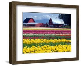 Tulip Display Field, Washington, USA-William Sutton-Framed Photographic Print