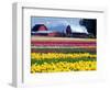 Tulip Display Field, Washington, USA-William Sutton-Framed Photographic Print