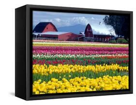 Tulip Display Field, Washington, USA-William Sutton-Framed Stretched Canvas