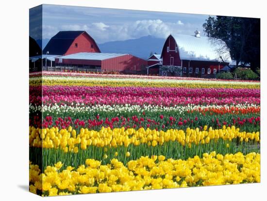Tulip Display Field, Washington, USA-William Sutton-Stretched Canvas