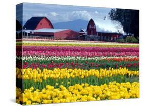 Tulip Display Field, Washington, USA-William Sutton-Stretched Canvas