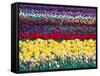 Tulip Display Garden in Skagit County, Washington, USA-William Sutton-Framed Stretched Canvas