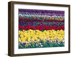 Tulip Display Garden in Skagit County, Washington, USA-William Sutton-Framed Photographic Print