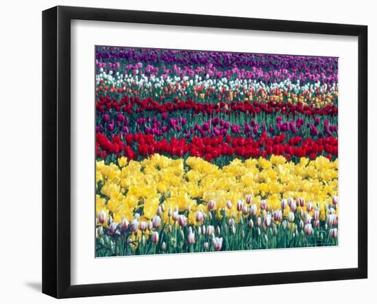 Tulip Display Garden in Skagit County, Washington, USA-William Sutton-Framed Photographic Print