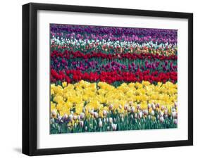 Tulip Display Garden in Skagit County, Washington, USA-William Sutton-Framed Photographic Print