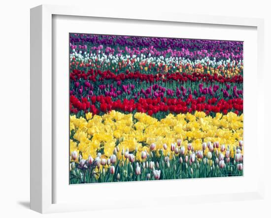 Tulip Display Garden in Skagit County, Washington, USA-William Sutton-Framed Photographic Print