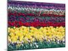 Tulip Display Garden in Skagit County, Washington, USA-William Sutton-Mounted Photographic Print