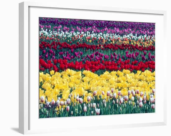 Tulip Display Garden in Skagit County, Washington, USA-William Sutton-Framed Photographic Print