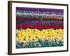 Tulip Display Garden in Skagit County, Washington, USA-William Sutton-Framed Photographic Print
