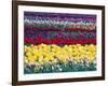 Tulip Display Garden in Skagit County, Washington, USA-William Sutton-Framed Photographic Print