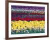 Tulip Display Garden in Skagit County, Washington, USA-William Sutton-Framed Photographic Print