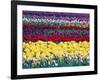 Tulip Display Garden in Skagit County, Washington, USA-William Sutton-Framed Photographic Print