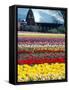 Tulip Display Garden in Skagit County, Washington, USA-William Sutton-Framed Stretched Canvas