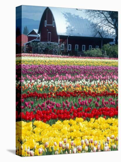 Tulip Display Garden in Skagit County, Washington, USA-William Sutton-Stretched Canvas