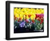 Tulip Display Garden in Skagit County, Washington, USA-William Sutton-Framed Photographic Print