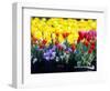 Tulip Display Garden in Skagit County, Washington, USA-William Sutton-Framed Photographic Print