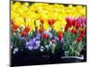 Tulip Display Garden in Skagit County, Washington, USA-William Sutton-Mounted Photographic Print