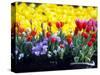 Tulip Display Garden in Skagit County, Washington, USA-William Sutton-Stretched Canvas